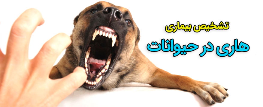 تشخیص هاری در حیوانات
