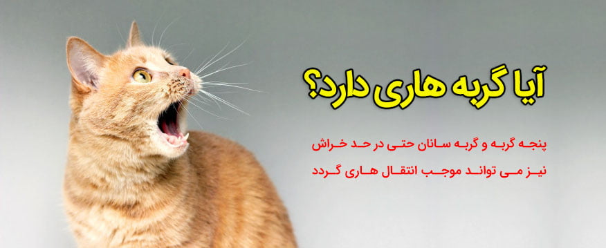 آیا گربه هاری دارد