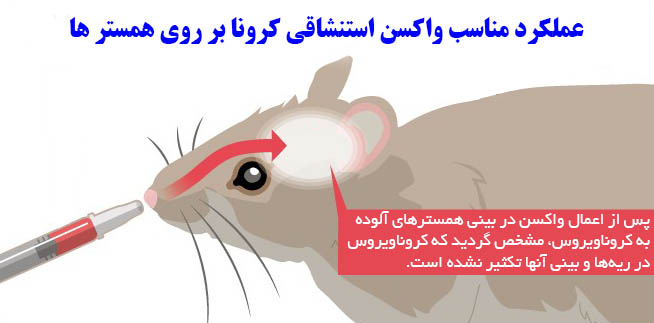 عملکرد مناسب واکسن استنشاقی کرونا بر روی همستر ها