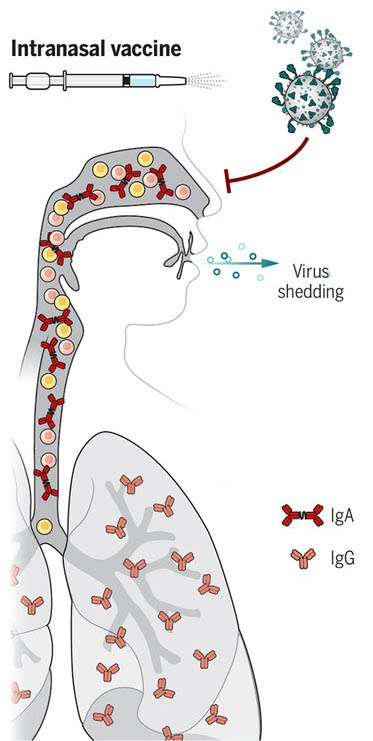 واکسن استنشاقی کرونا
