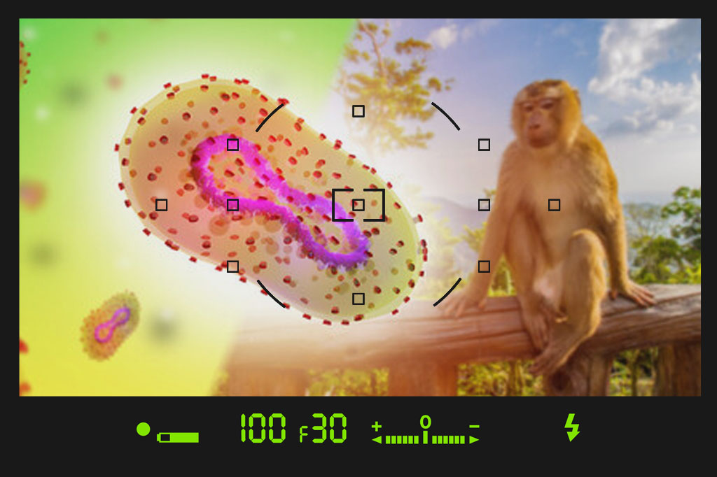 آبله میمون عکس