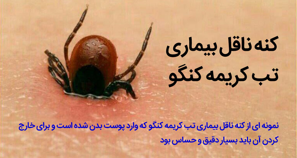 کنه تب کریمه کنگو واگیر