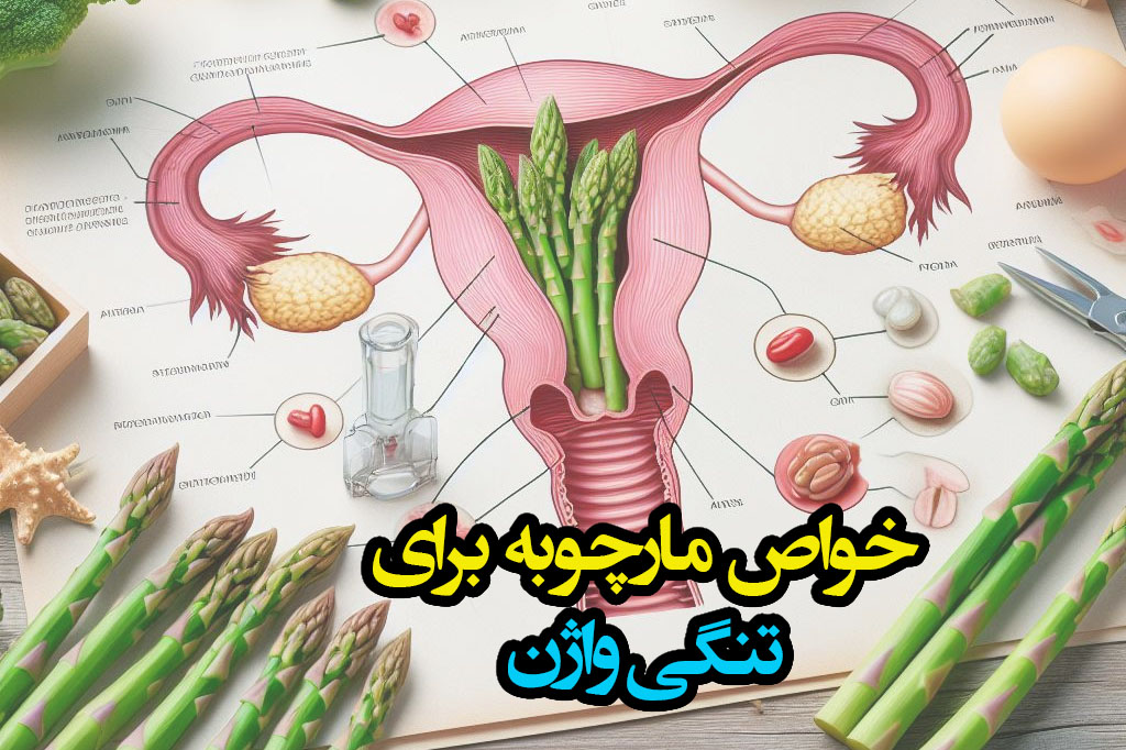 تاثیر مارچوبه بر دستگاه تناسلی بانوان