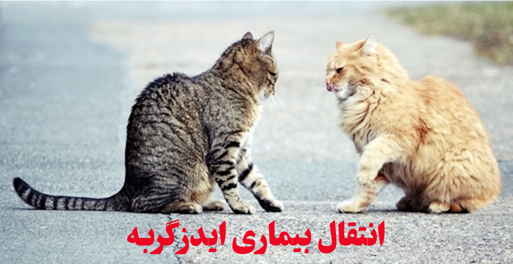 انتقال بیماری ایدز گربه