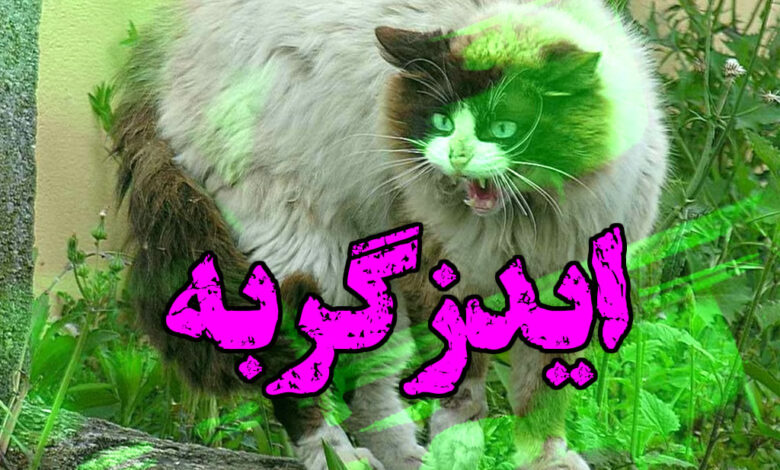 ایدز گربه چیست