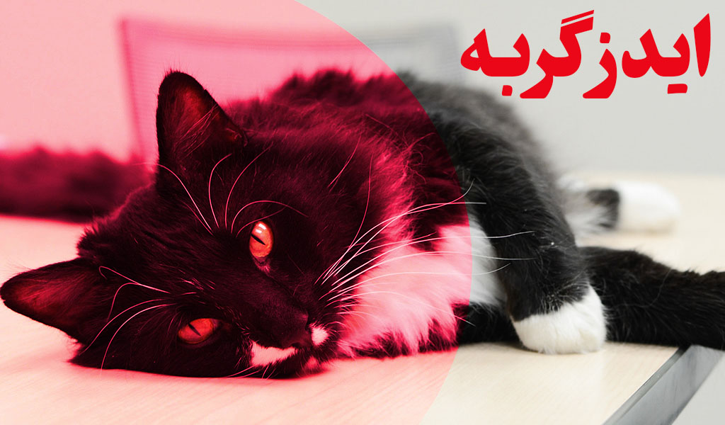 بیماری ایدز گربه