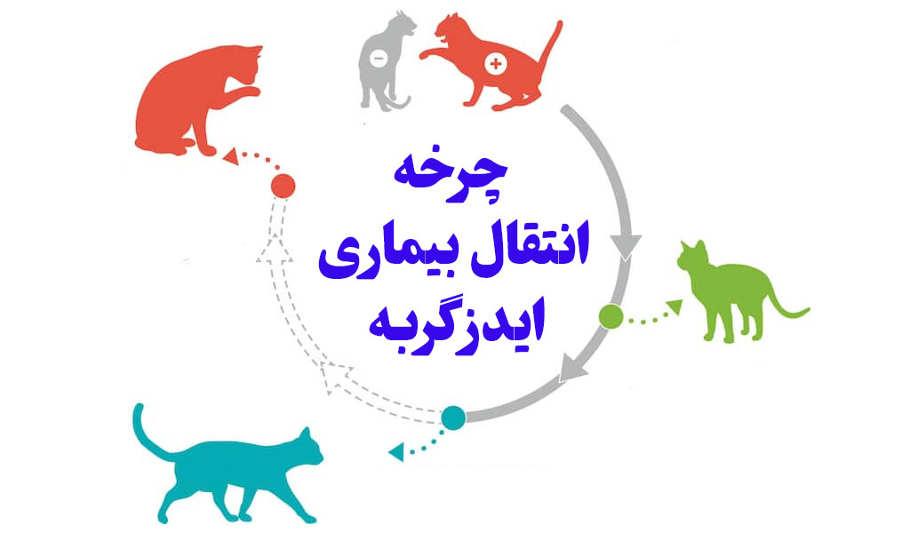 چرخه انتقال ایدز گربه