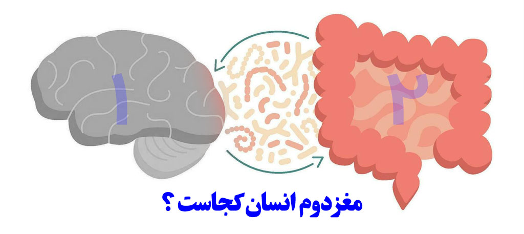 مغز دوم ادم کجا قرار دارد