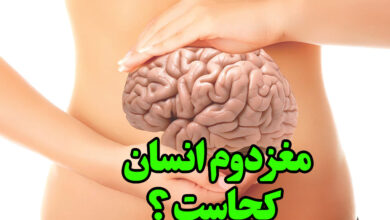 مغز دوم انسان