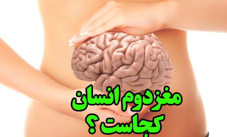 مغز دوم انسان