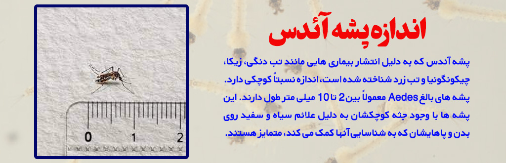 اندازه پشه آئدس