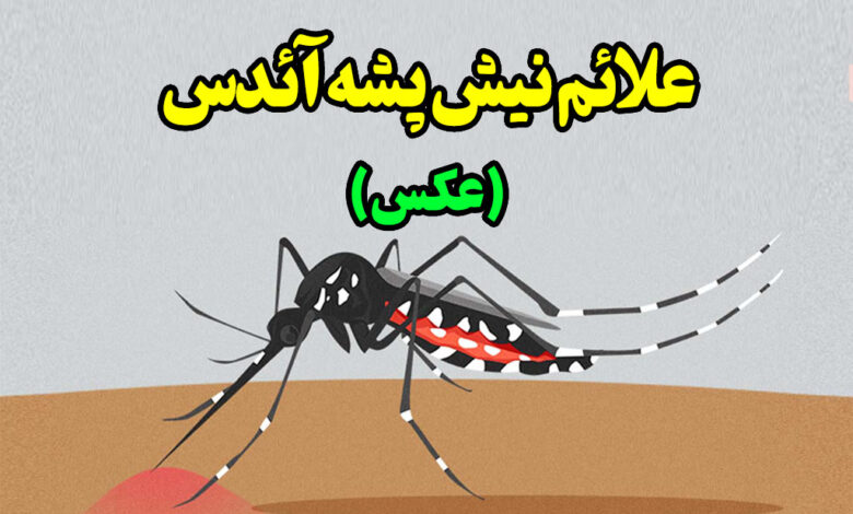 علائم نیش پشه آئدس