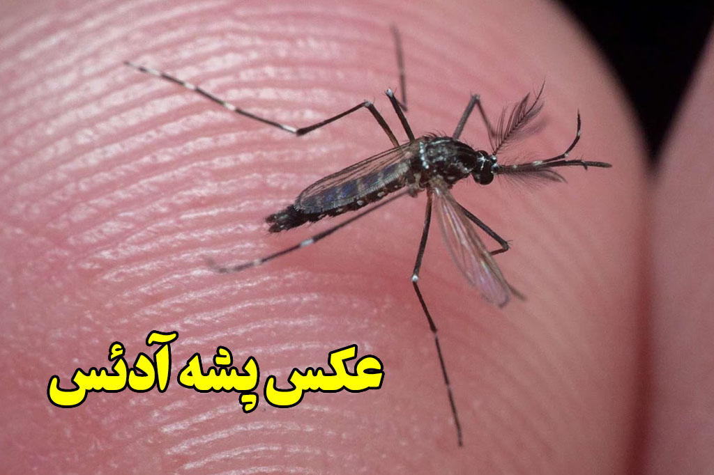 عکس پشه آدئس