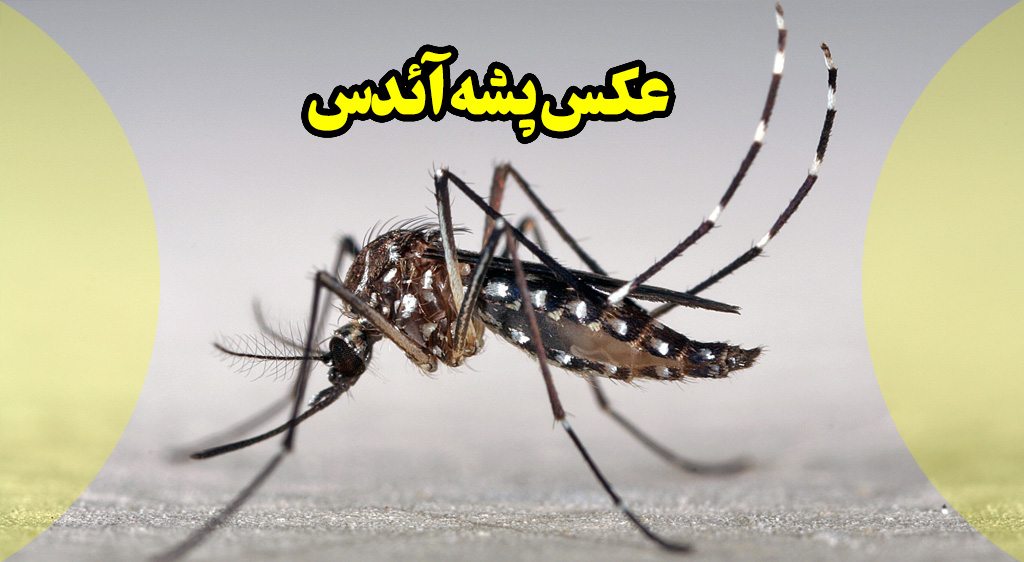 عکس پشه آئدس