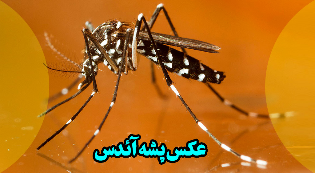 عکس پشه آئدس