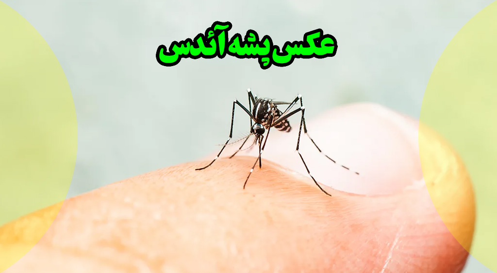 عکس پشه آئدس