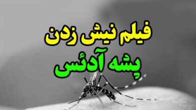 فیلم نیش زدن پشه ادئس