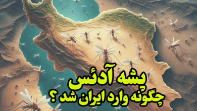 پشه آدئس چگونه وارد ایران شد