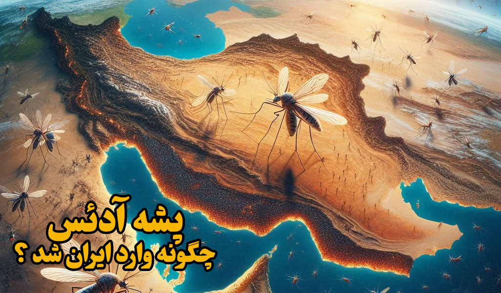 پشه دنگی در ایران