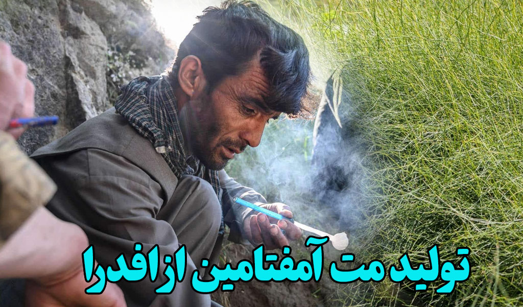 استفاده از گیاه افدرا در تولید مت آمفتامین