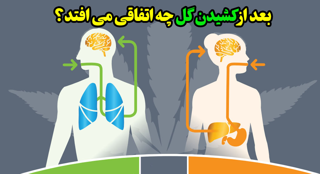 بعد از کشیدن حشیش چه اتفاقی در بدن