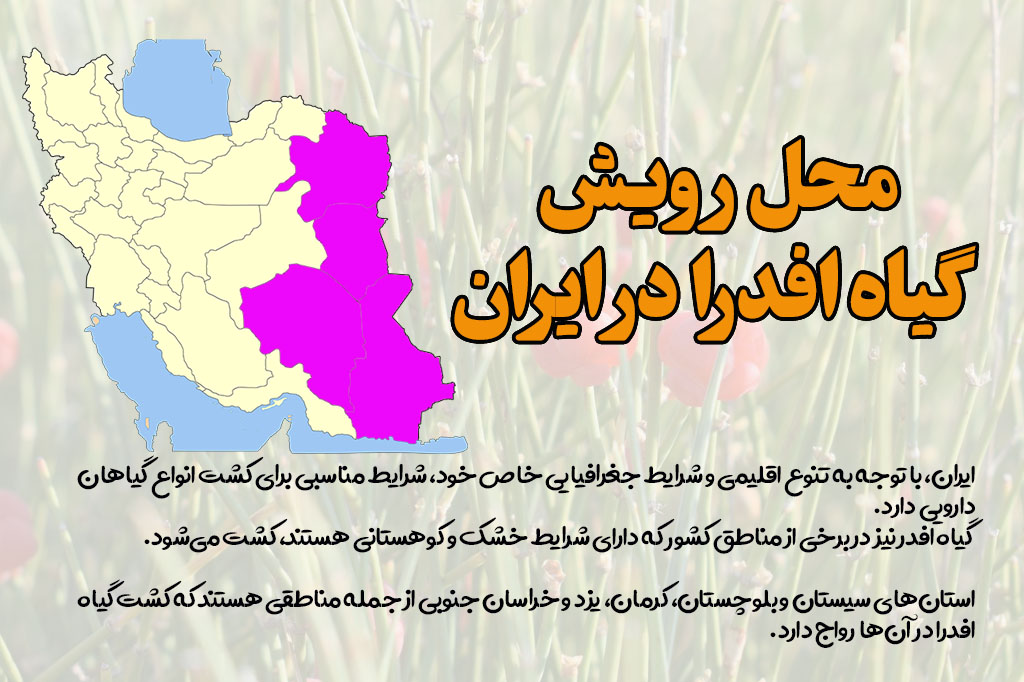 محل کشت گیاه افدرا در ایران