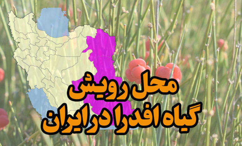 محل رویش گیاه افدرا در ایران