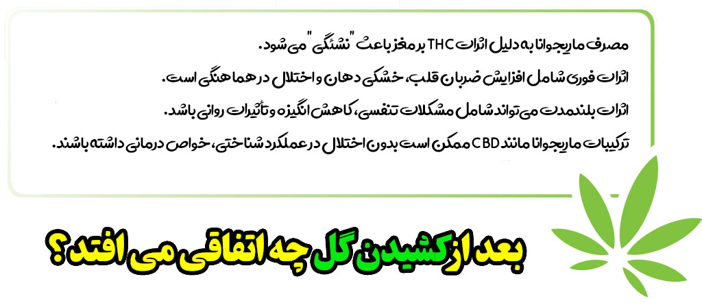پس از کشیدن حشیش چه اتفاقی در بدن