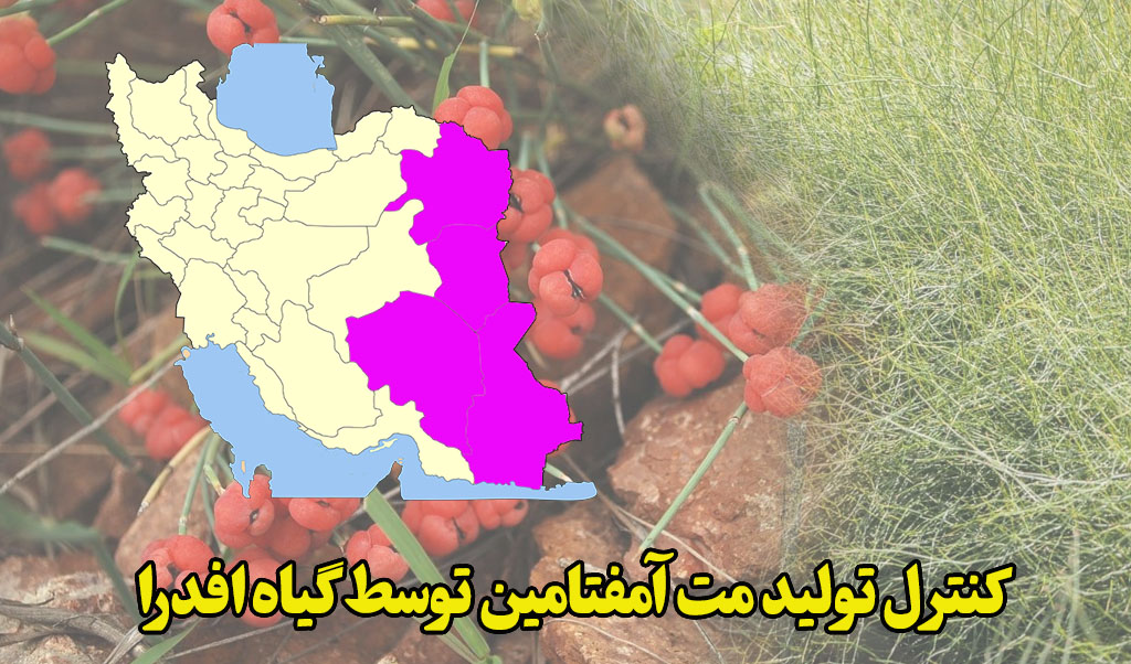 کنترل کشت گیاه افدرا در ایران