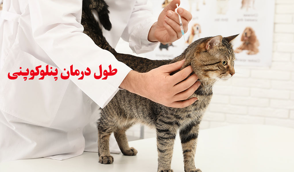 زمان درمان پنلوکوپنی گربه
