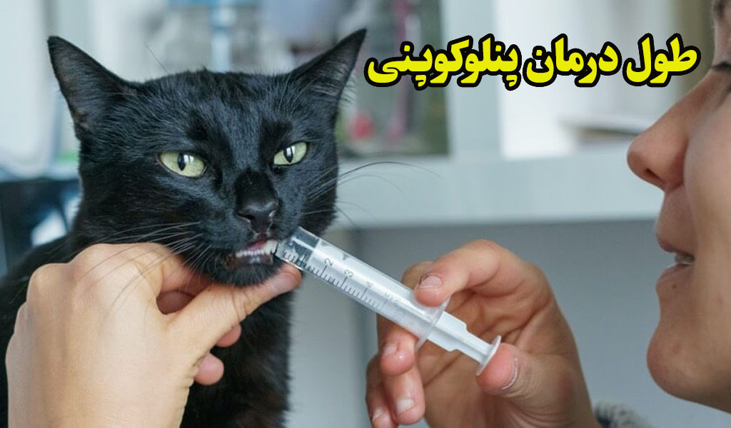 طول درمان طول درمان پنلوکوپنی گربه