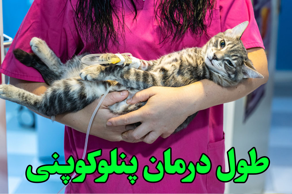 مدت درمان پنلوکوپنی