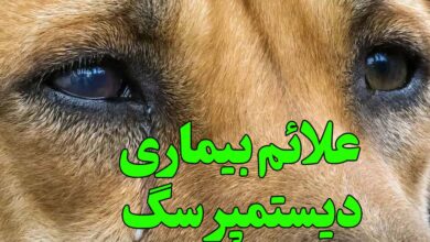 علائم بیماری دیستمپر سگ