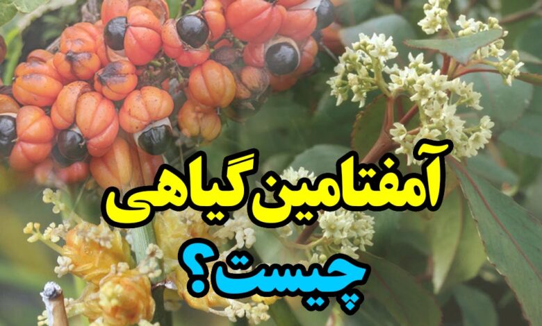آمفتامین گیاهی چیست