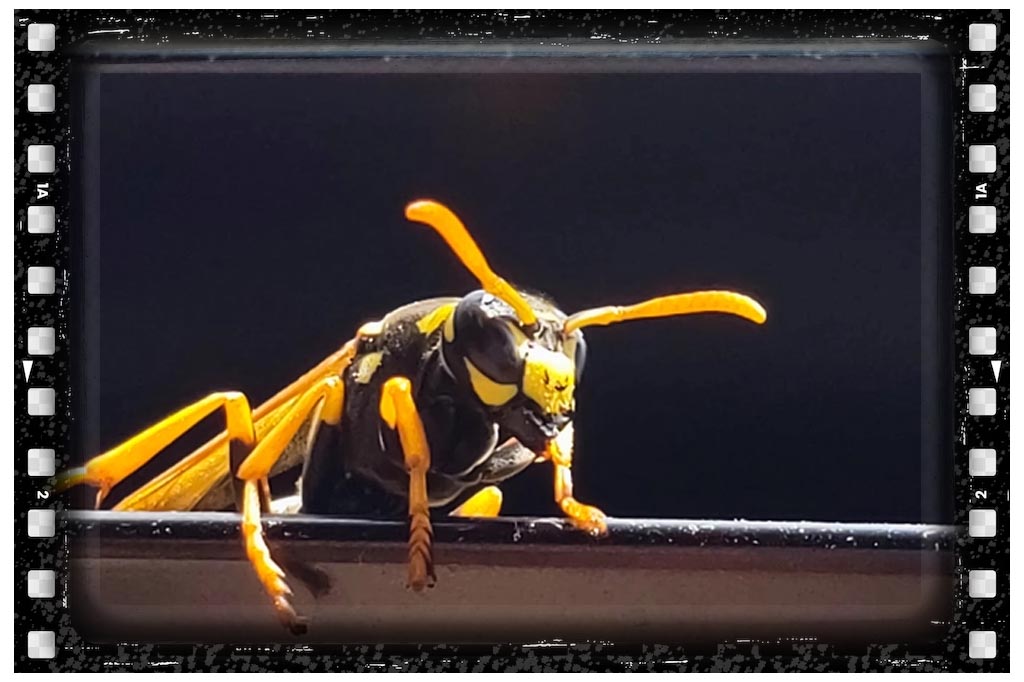 جای نیش حشرات زنبور زرد