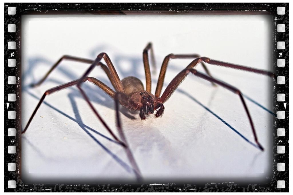 جای نیش حشرات عنکبوت منزوی