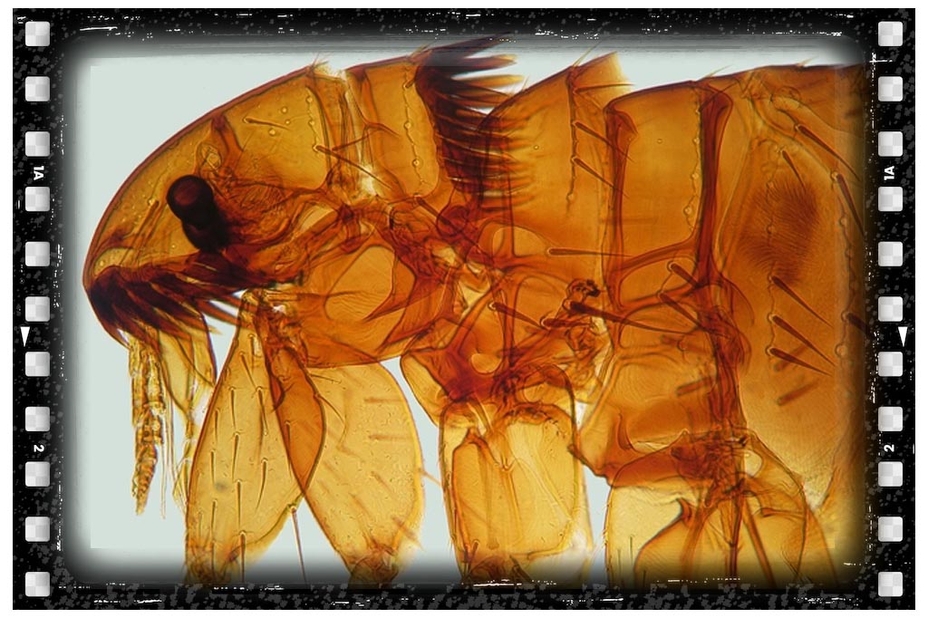 جای نیش حشرات کک