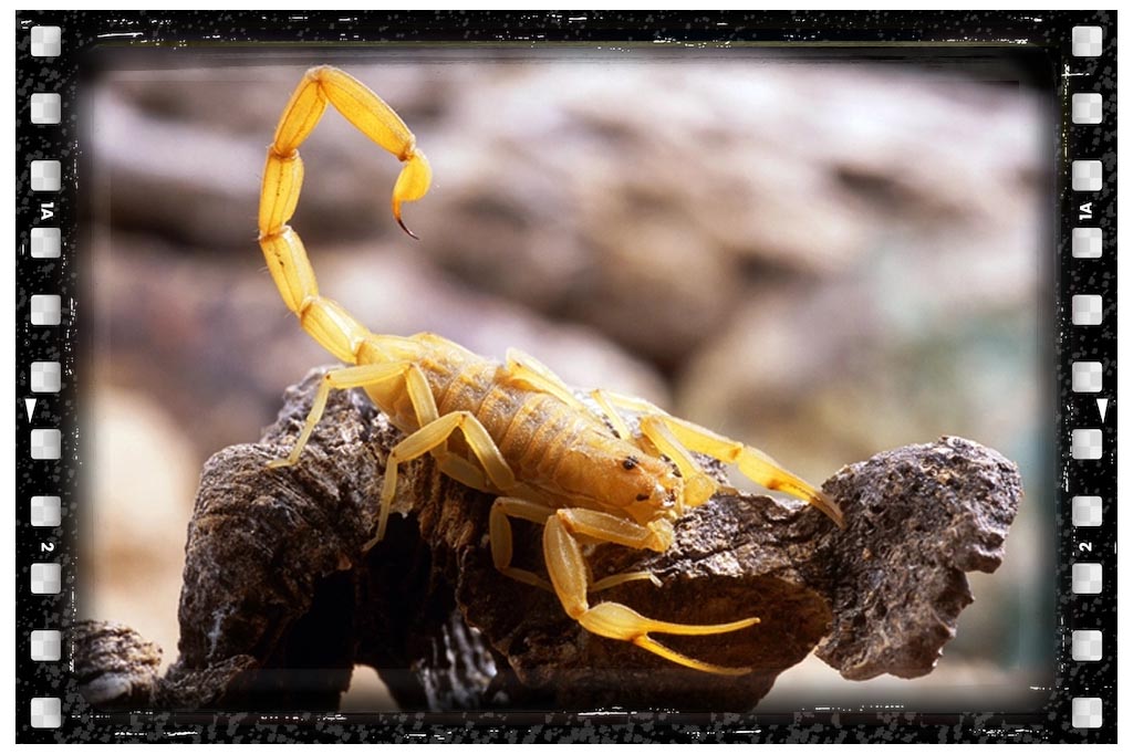 جای نیش عقرب