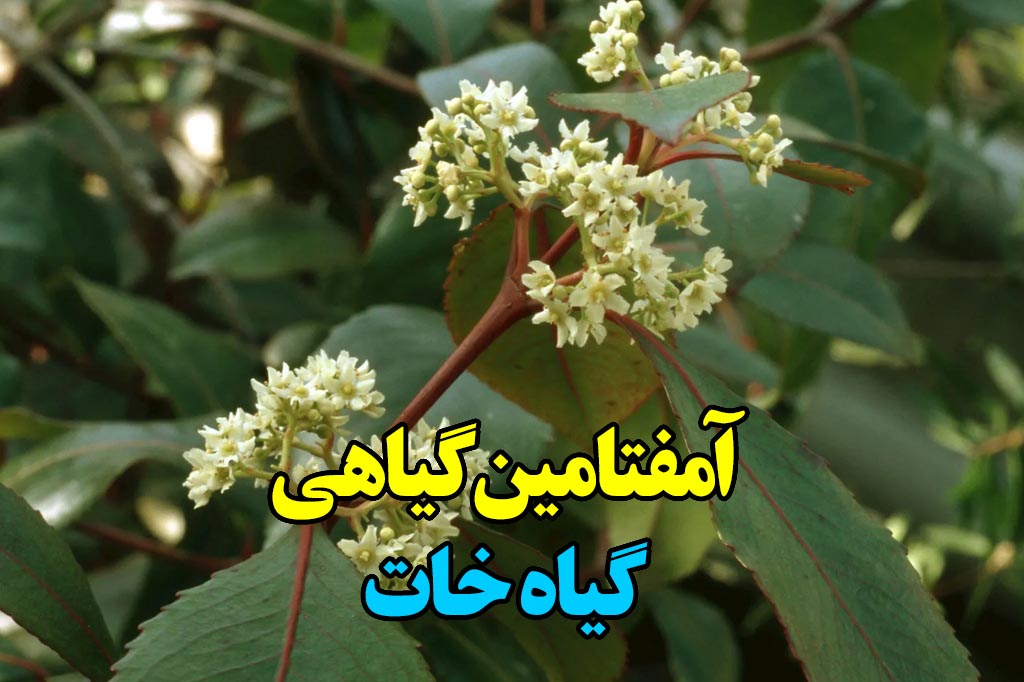 خات امفتامین گیاهی