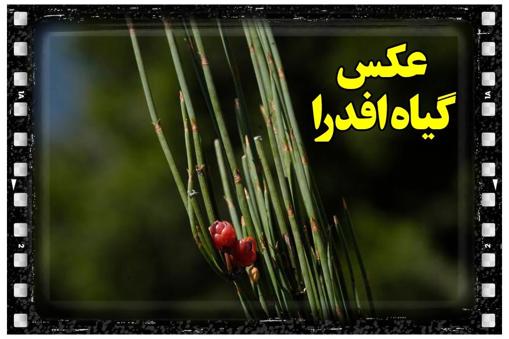 عکس گیاه هوم