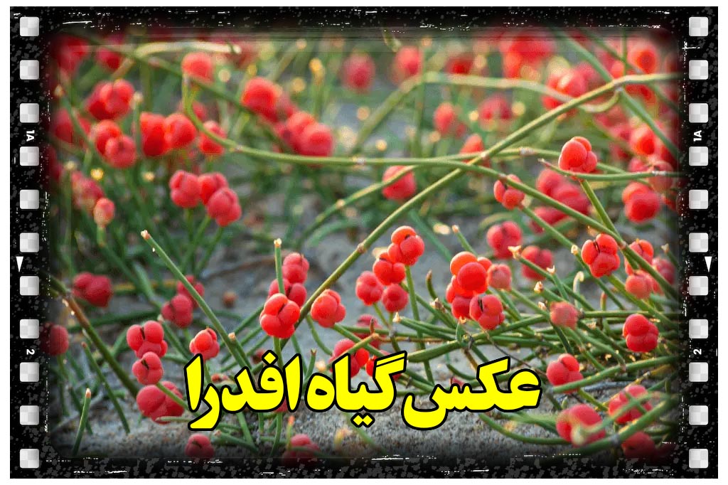 عکس گیاه افدرا
