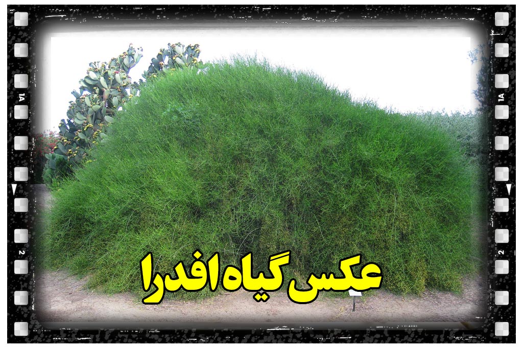 عکس گیاه ارمک