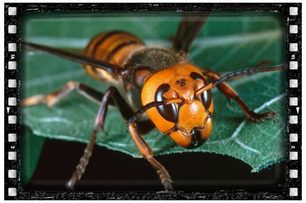 عکس جا نیش زنبور