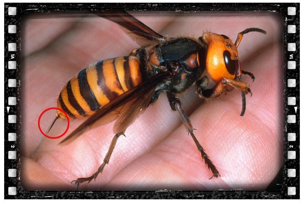 عکس نیش زنبور