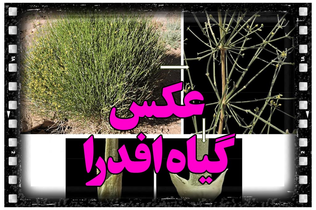 عکس گیاه ریش بز