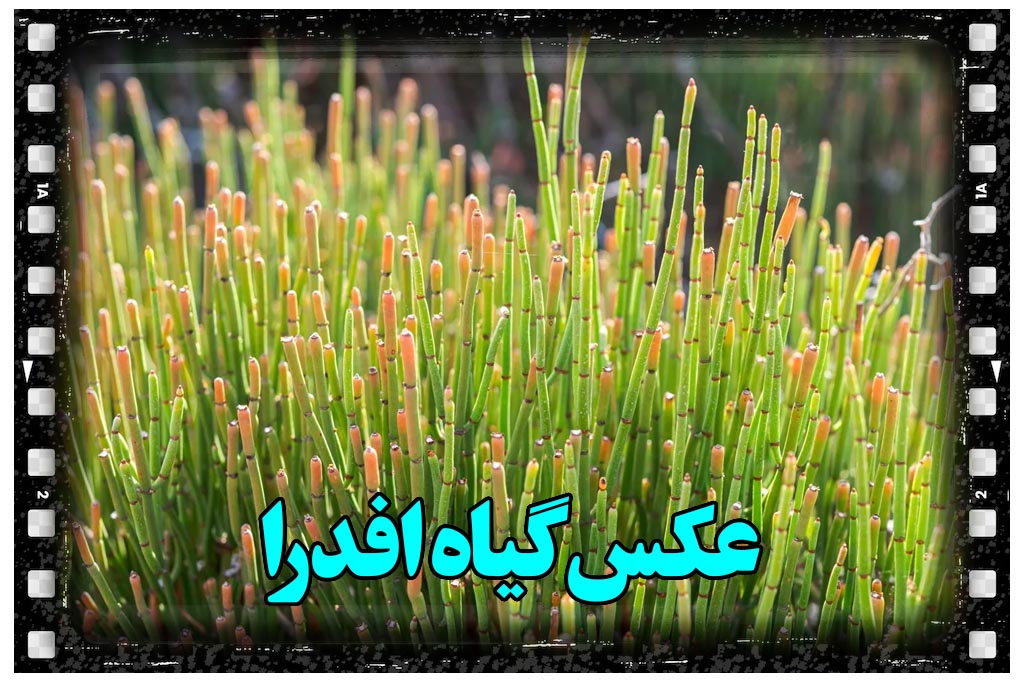 عکس گیاه افدرا