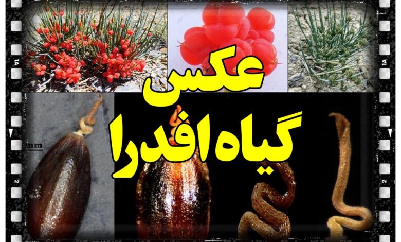 عکس گیاه افدرا
