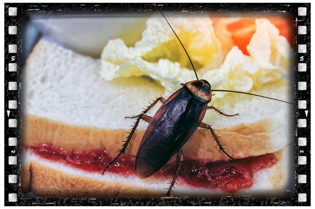 جای نیش سوسک