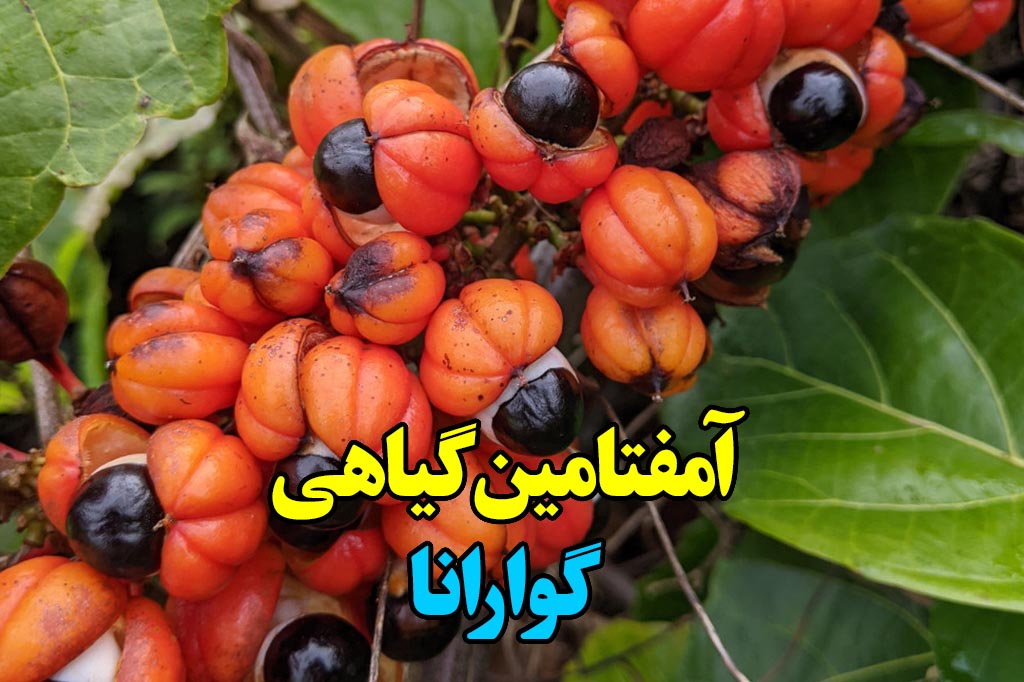 گوارانا امفتامین گیاهی