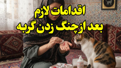 اقدامات لازم بعد از چنگ زدن گربه